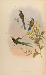 Cynanthus bolivianus = Aglaiocercus kingi smaragdinus